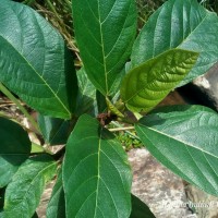 <i>Ficus hispida</i>  L.f.